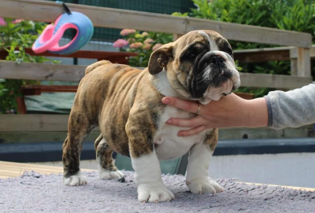 Du Souvenir De Flo'renza - Chiots disponibles - Bulldog Anglais